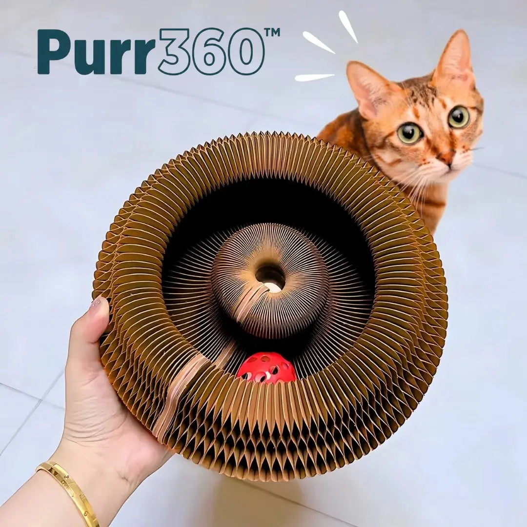 Purr360™ - Interactive Scratch & Play Hub