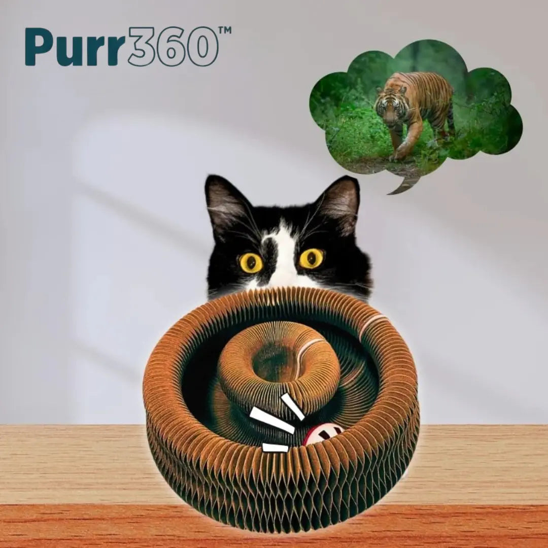 Purr360™ - Interactive Scratch & Play Hub